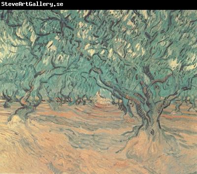 Vincent Van Gogh Olive Trees (nn04)